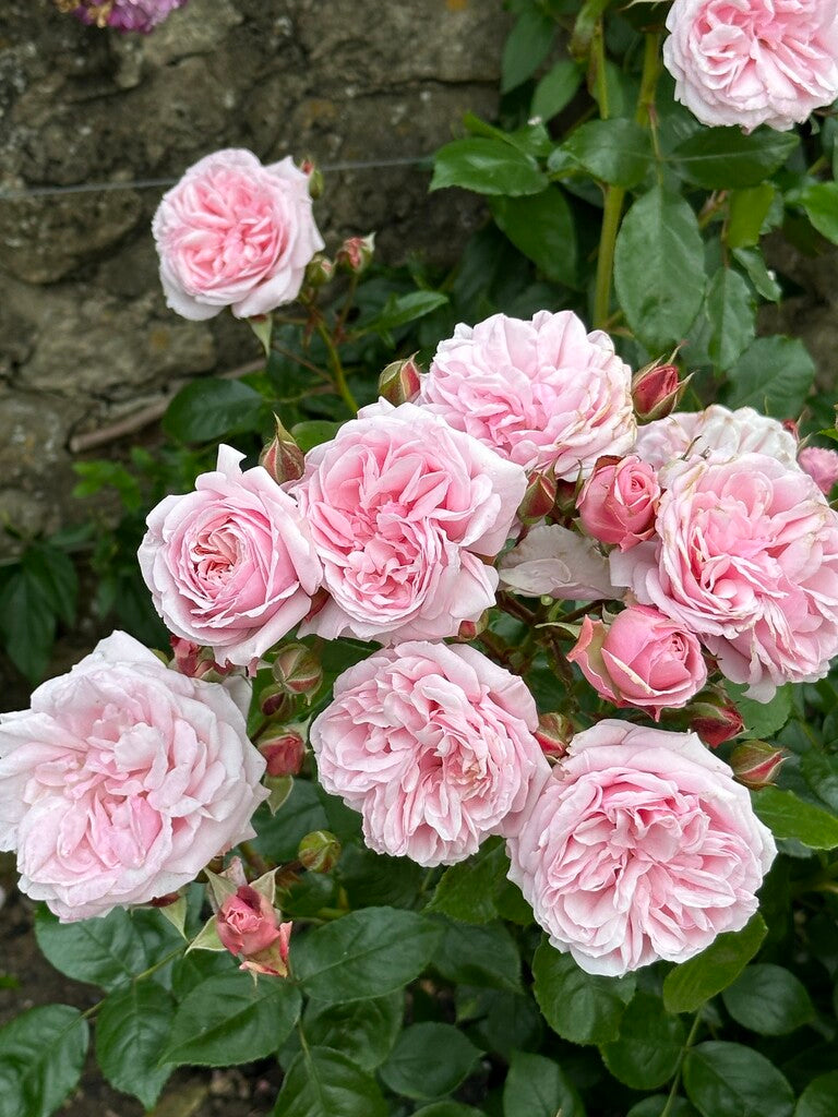 Gentle Hermione® Rose Bush By David Austin® 3 or 5 Gallon