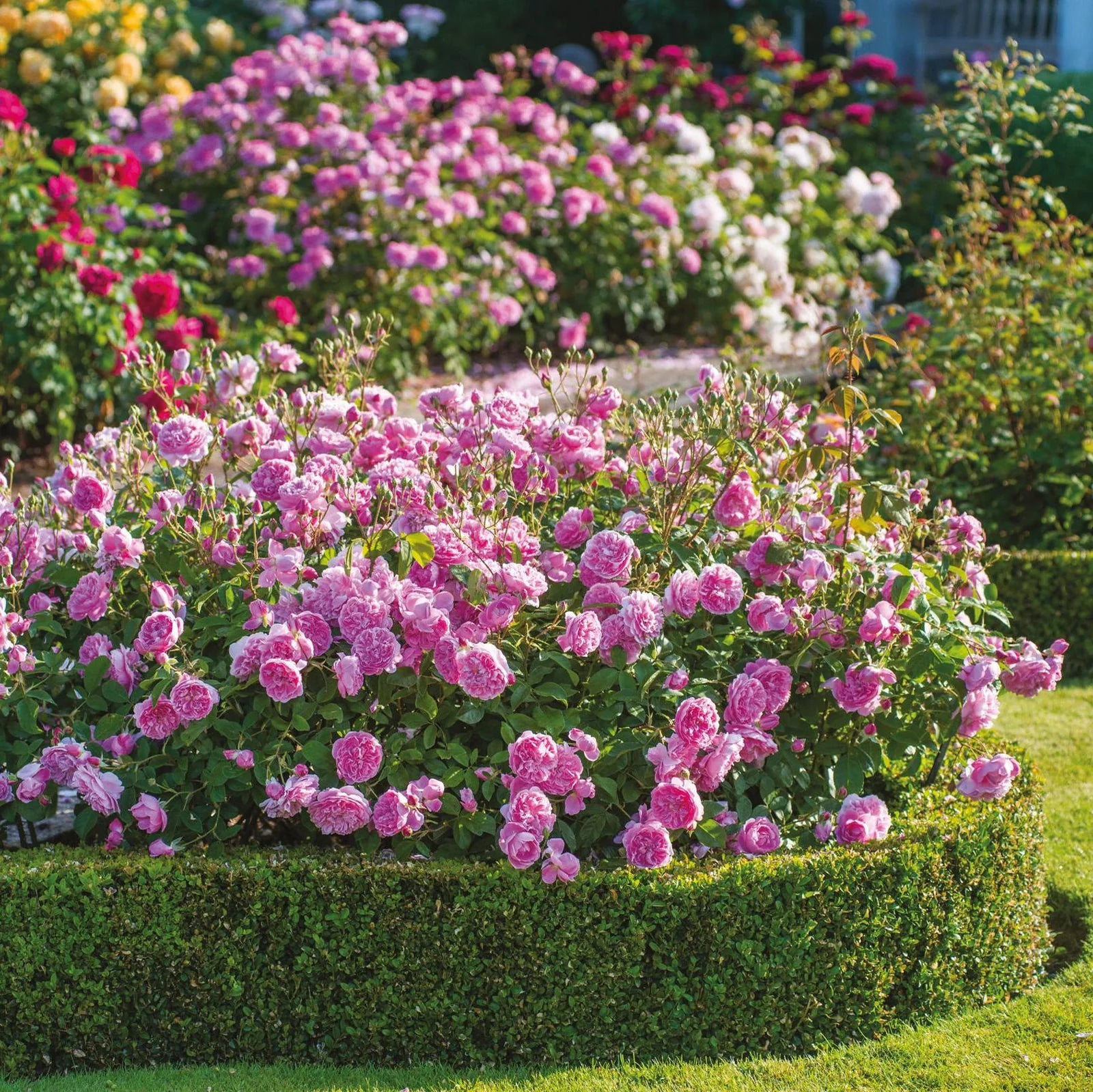 Harlow Carr® rose bush by David Austin in 3 or 5 gallon size, with lush green foliage and blooming pink roses.