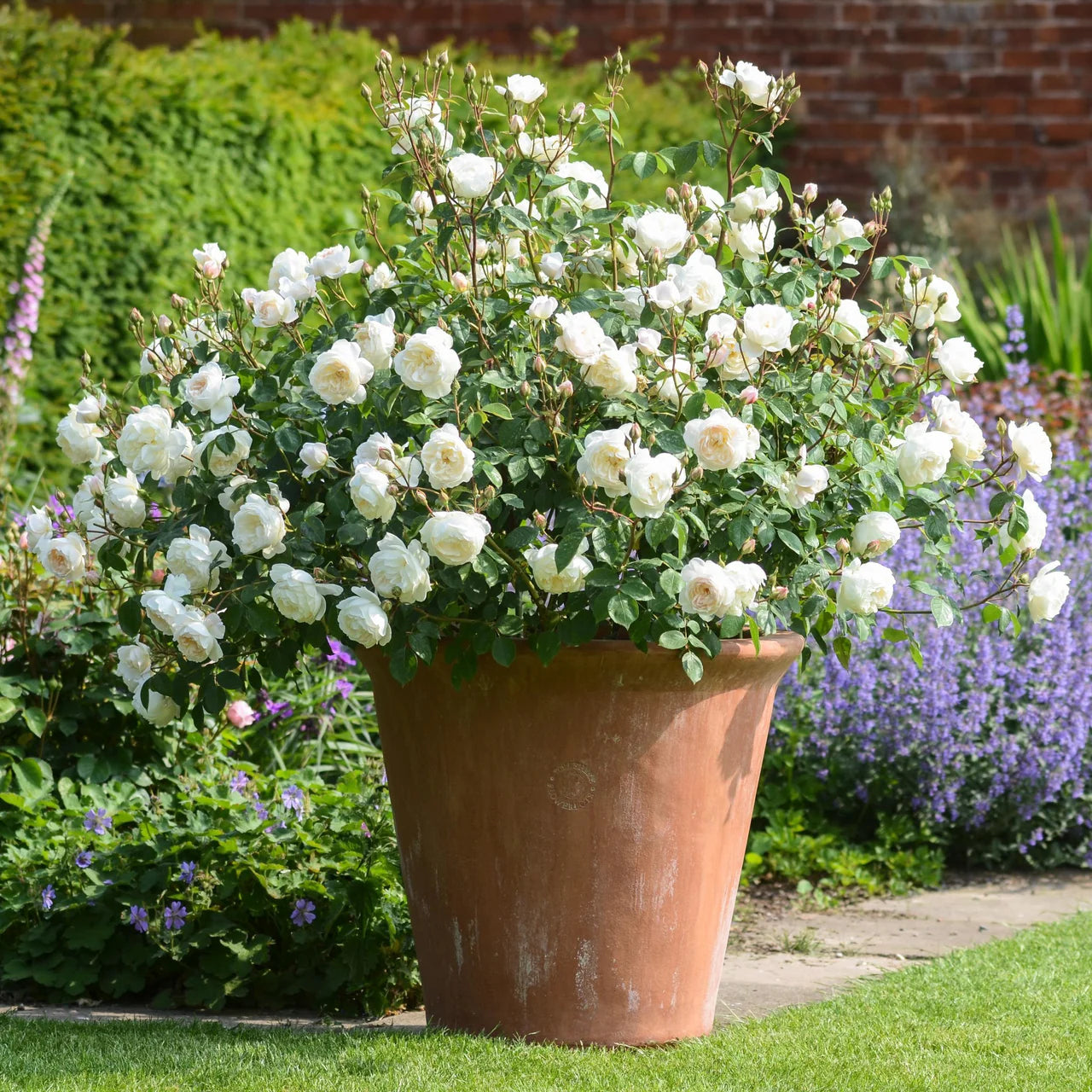 Desdemona Rose Bush By David Austin® - 3 Gallon For Sale At My Rose Shop