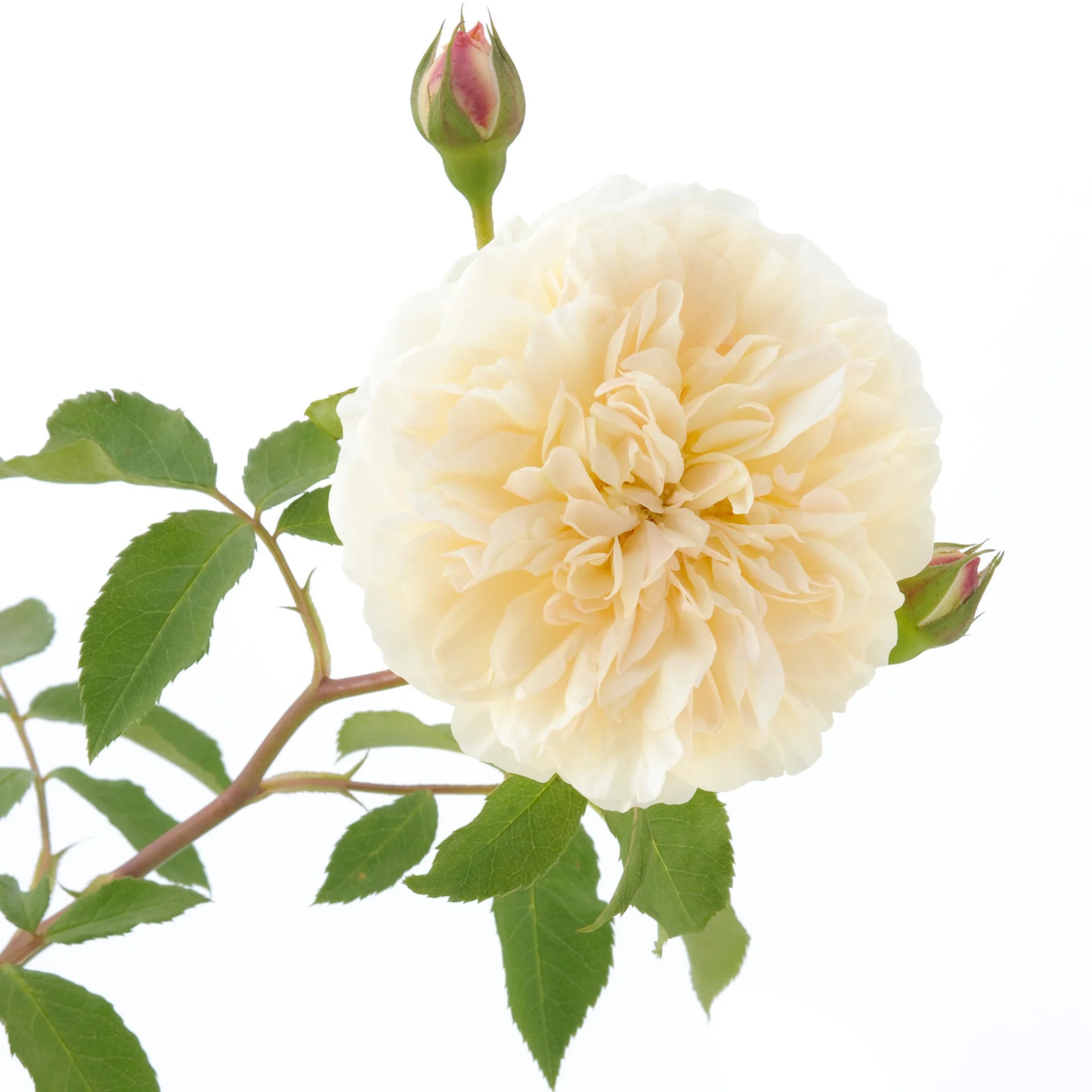 Lichfield Angel® rose bush by David Austin®, 3 or 5 gallon, with lush pink blooms and dark green foliage in a garden setting.