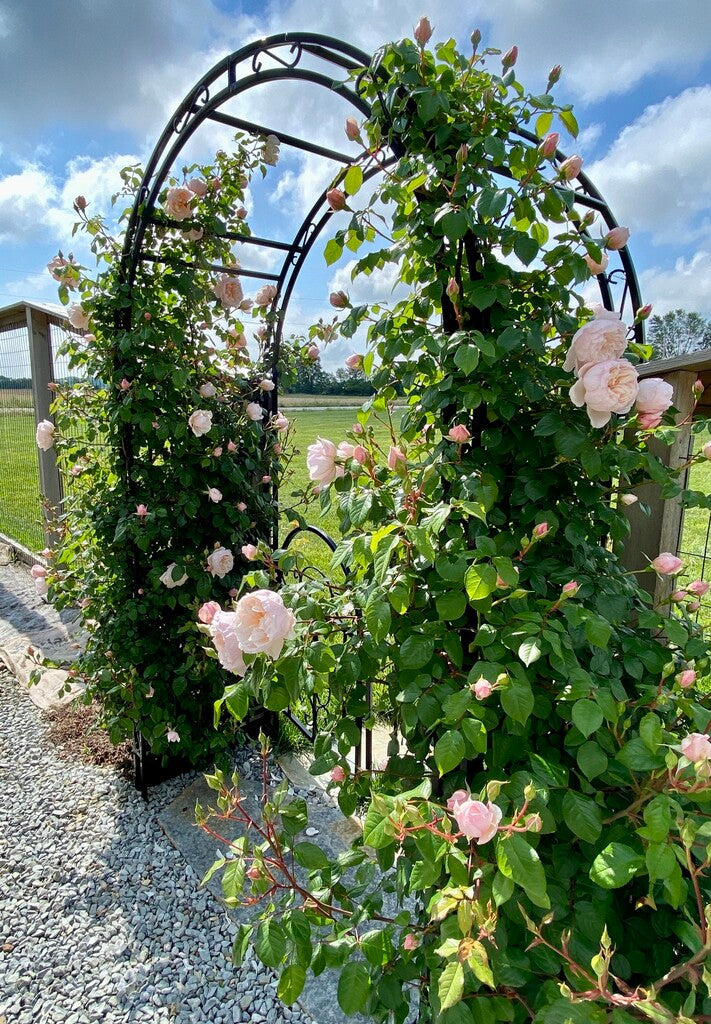 Generous Gardener® David Austin® rose bush in 3 or 5 gallon container, lush green foliage and blooming pink roses.
