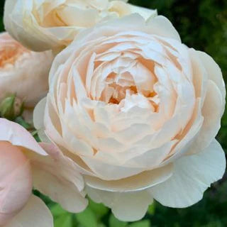 Windermere Rose Bush By David Austin® - 3 Gallon for sale at My Rose Shop
