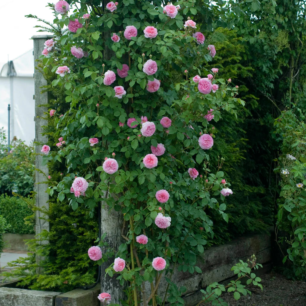 James Galway® rose bush by David Austin®, 3 or 5 gallon, lush pink blooms and green foliage in a garden setting.