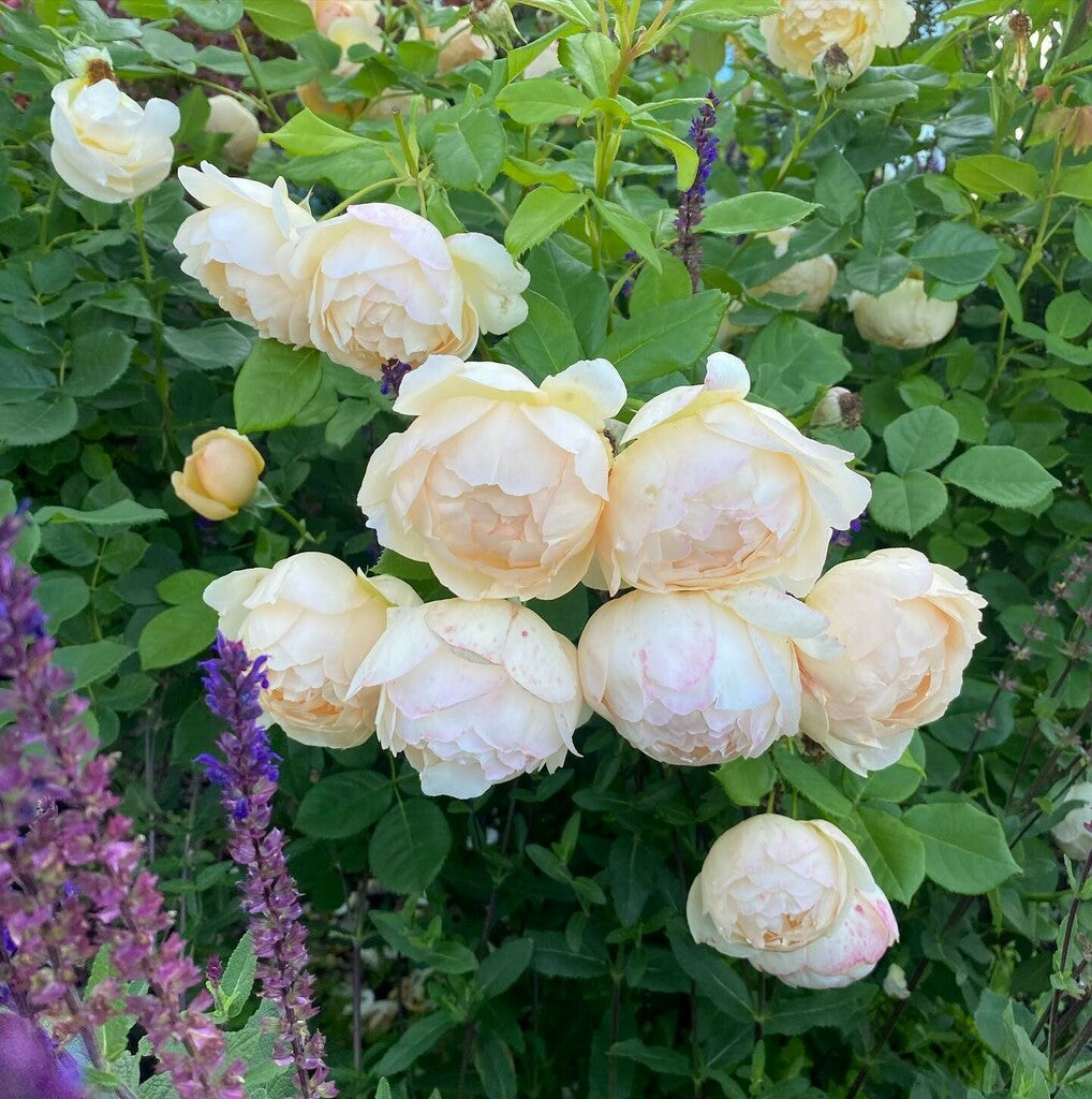 Wollerton Old Hall® rose bush by David Austin® in a 3 or 5-gallon container, featuring lush green foliage and blooming roses.