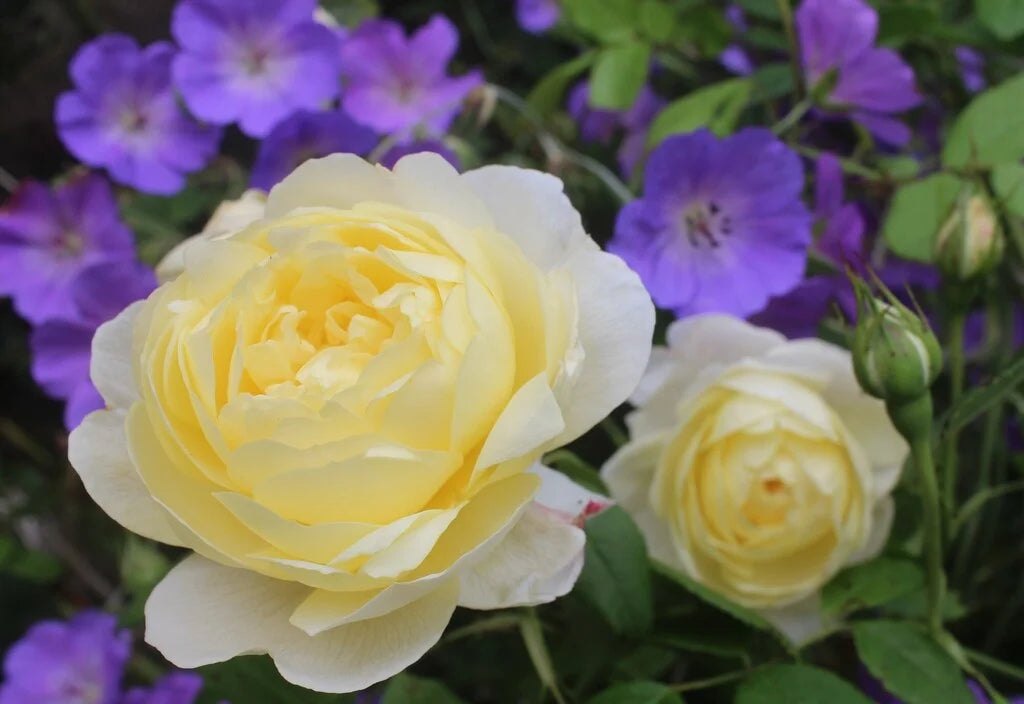 Vanessa Bell® Rose Bush By David Austin® - 3 Gallon for sale at My Rose Shop