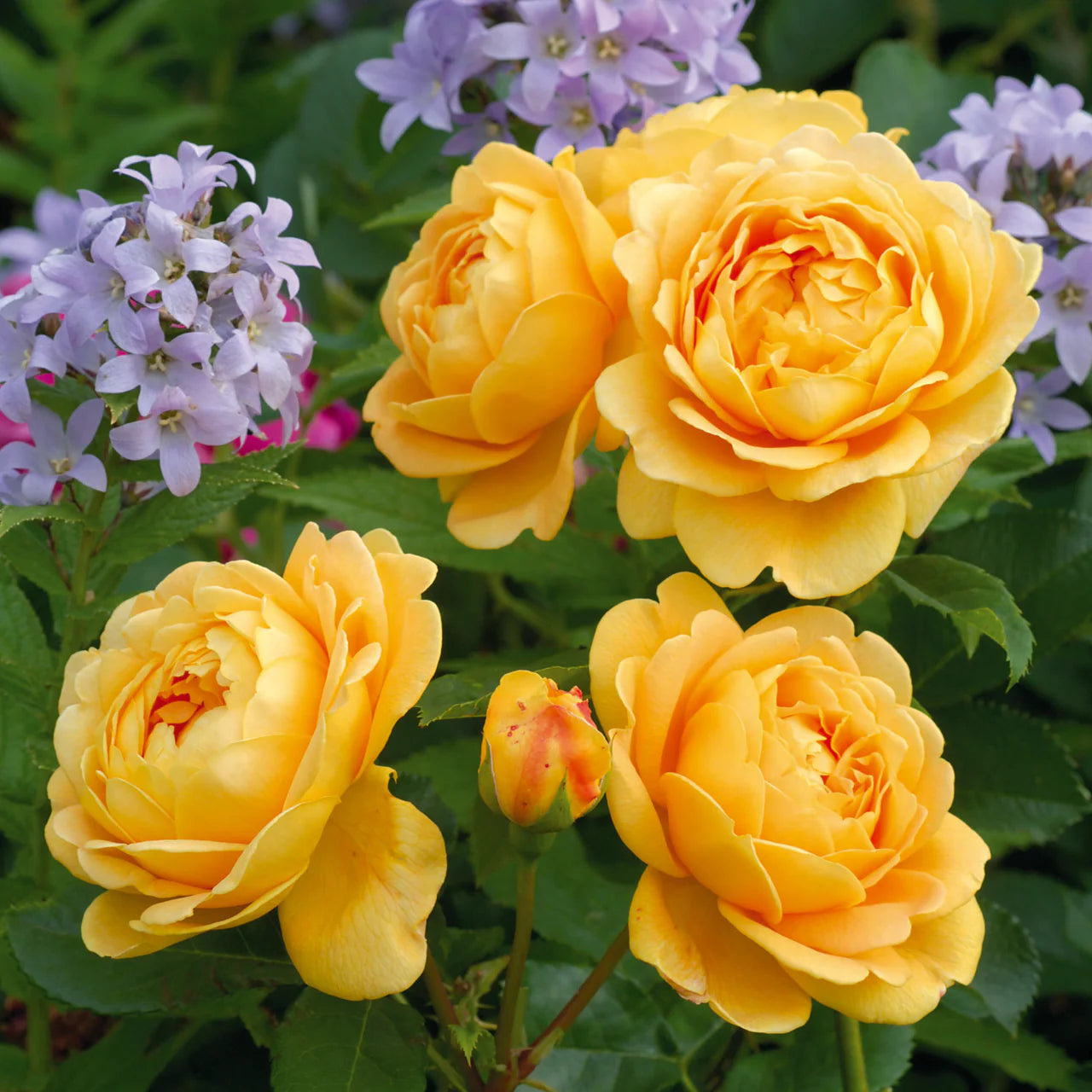 Golden Celebration® Rose Bush By David Austin® - 3 Gallon For Sale At My Rose Shop