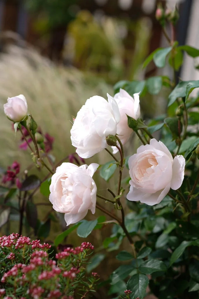 Desdemona Rose Bush By David Austin® - 3 Gallon For Sale At My Rose Shop