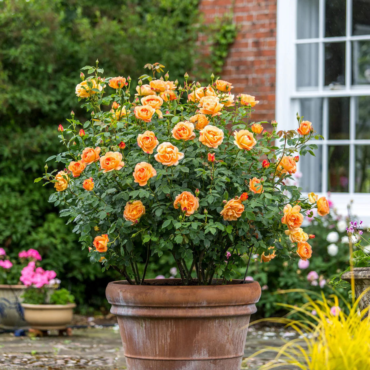 Lady of Shalott Rose Bush By David Austin® - 3 Gallon For Sale At My Rose Shop