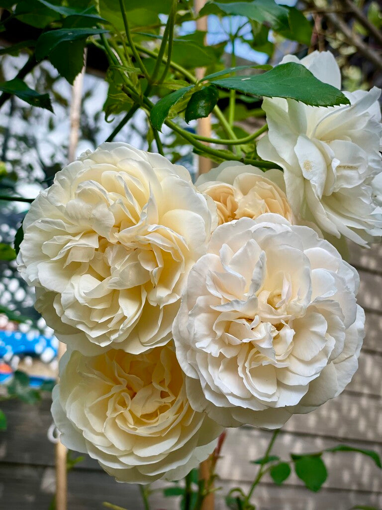 Lichfield Angel® rose bush by David Austin®, 3 or 5 gallon, showing lush pink blooms and healthy green foliage.