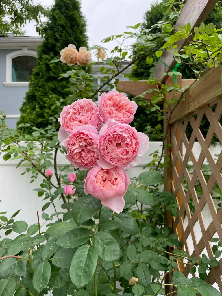 The Alnwick Rose® Rose Bush By David Austin® - 3 Gallon For Sale At My Rose Shop