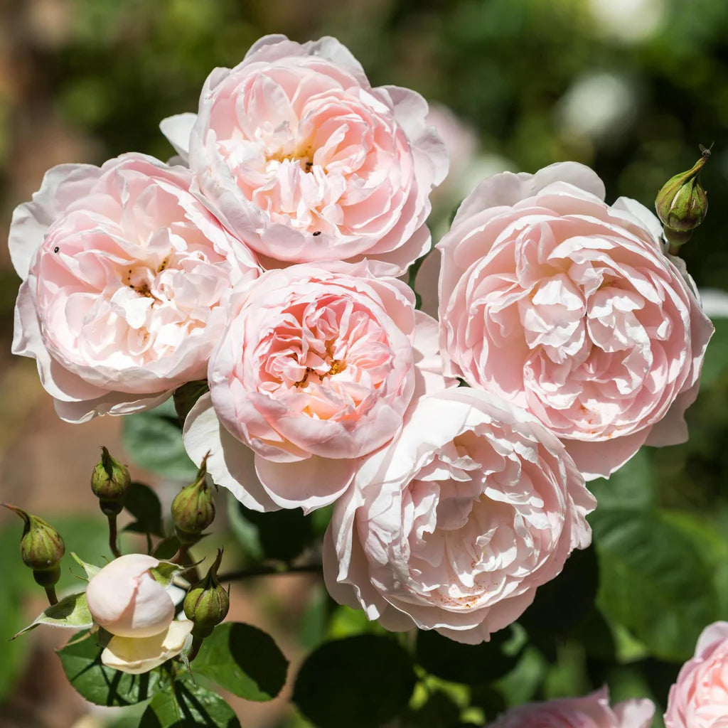 Gentle Hermione® Rose Bush by David Austin® in a 3 or 5 gallon pot, showcasing lush pink blooms and green foliage.