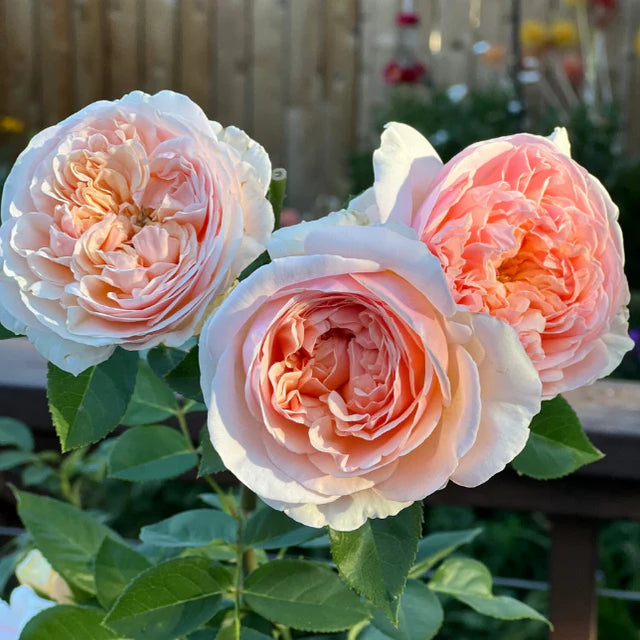 Evelyn® Rose Bush By David Austin® 3 Gallon For Sale By My Rose Shop