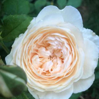 Windermere Rose Bush By David Austin® - 3 Gallon for sale at My Rose Shop