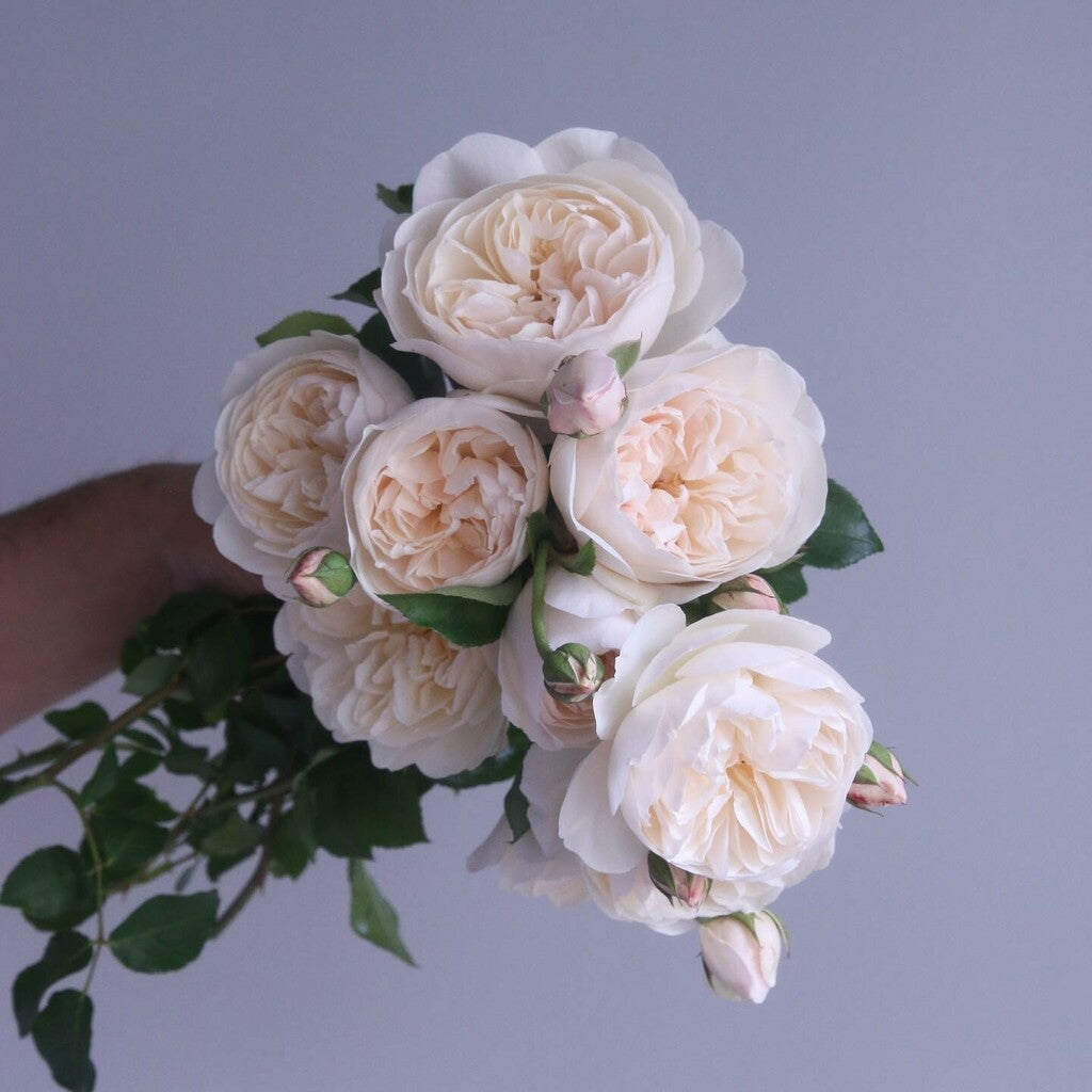 Lichfield Angel® rose bush by David Austin in 3 or 5 gallon container, featuring lush pink blooms and green foliage.