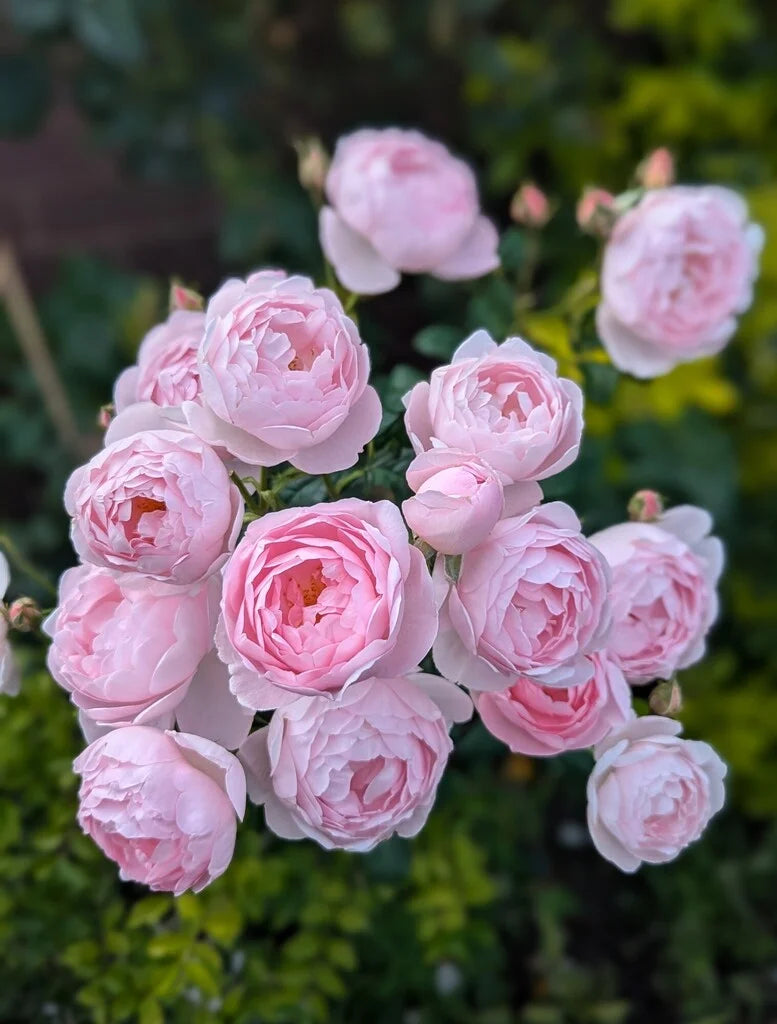 Scepter'd Isle® Rose Bush By David Austin® - 3 Gallon | My Rose Shop