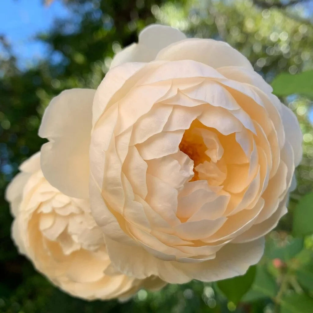 Windermere Rose Bush By David Austin® - 3 Gallon for sale at My Rose Shop