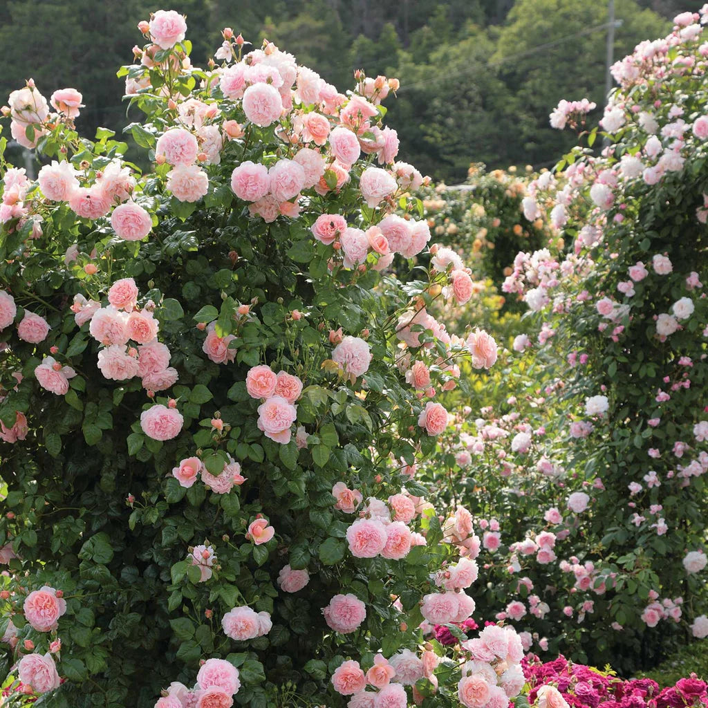 Strawberry Hill® rose bush by David Austin® in a 3 or 5-gallon container, showcasing lush green leaves and vibrant pink roses.