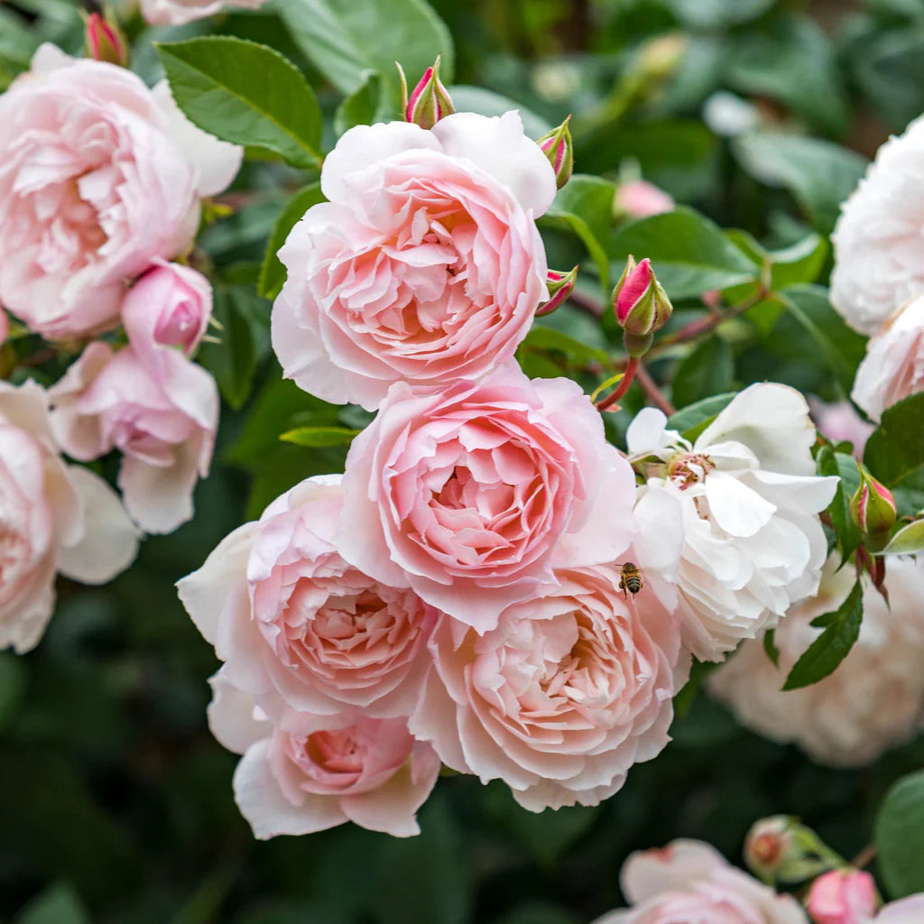 The Generous Gardener® Rose Bush By David Austin® 3 or 5 Gallon
