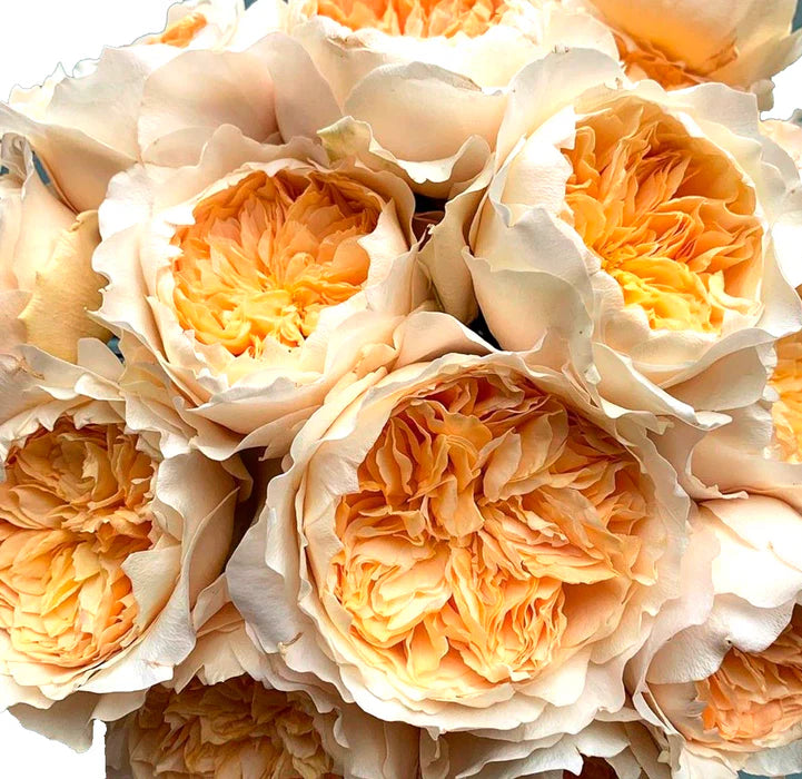 Effie™ David Austin® Rose Bouquet For Sale At My Rose Shop