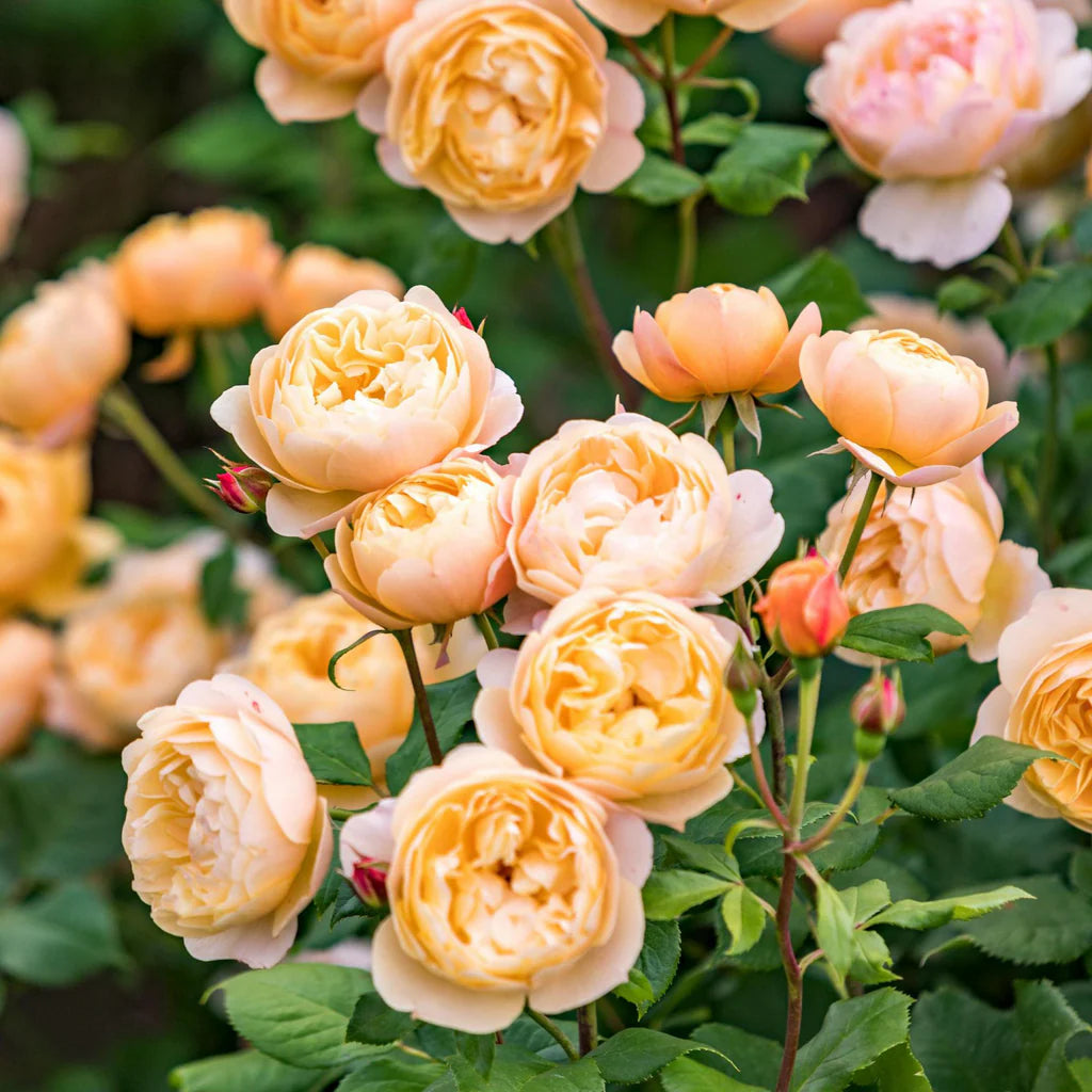 Rose Bush by David Austin® in 3 or 5 gallon size, featuring lush pink blooms and vibrant green foliage, from My Rose Shop.