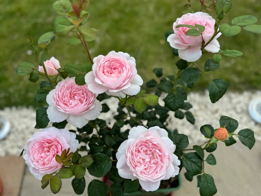 Queen of Sweden® Rose Bush By David Austin® 3 Gallon For Sale By My Rose Shop