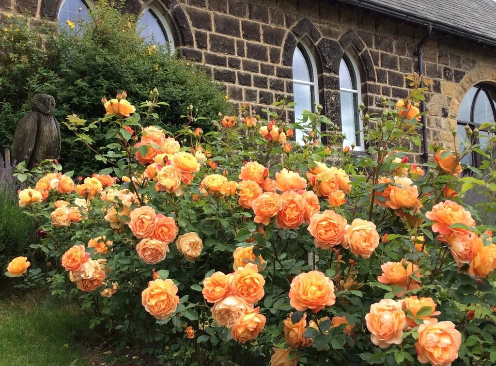 Lady of Shalott Rose Bush By David Austin® - 3 Gallon For Sale At My Rose Shop