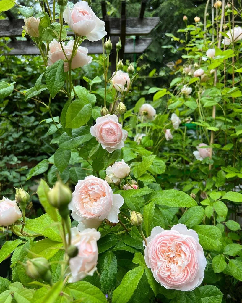 Windermere Rose Bush By David Austin® - 3 Gallon for sale at My Rose Shop