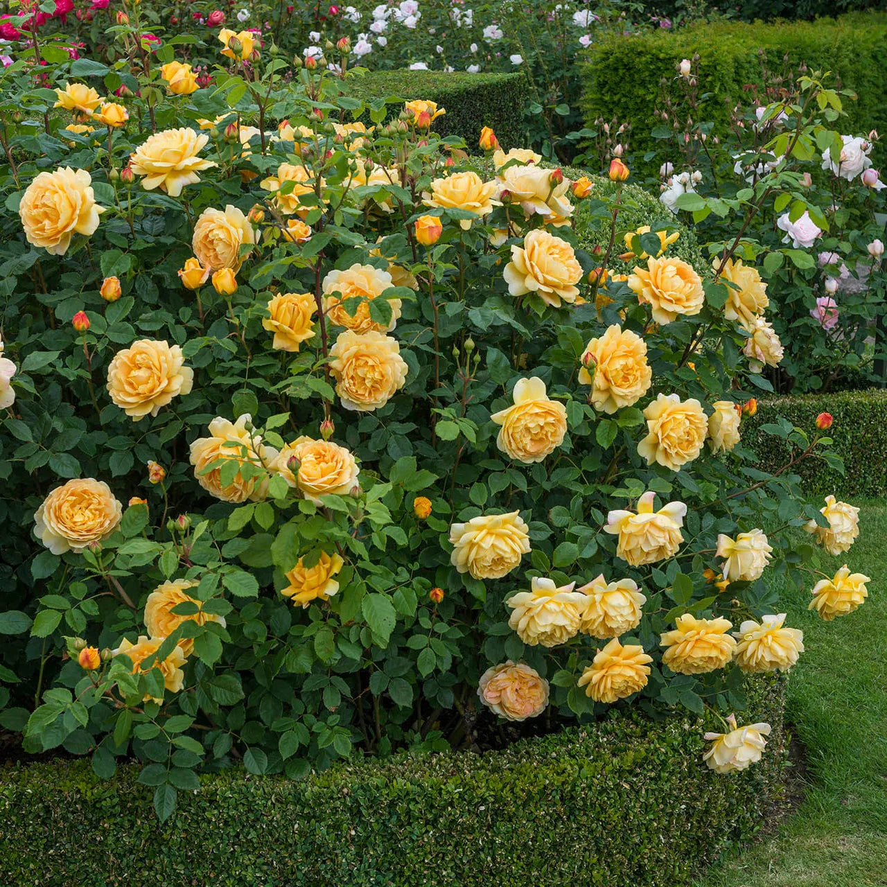 Golden Celebration® Rose Bush By David Austin® - 3 Gallon For Sale At My Rose Shop
