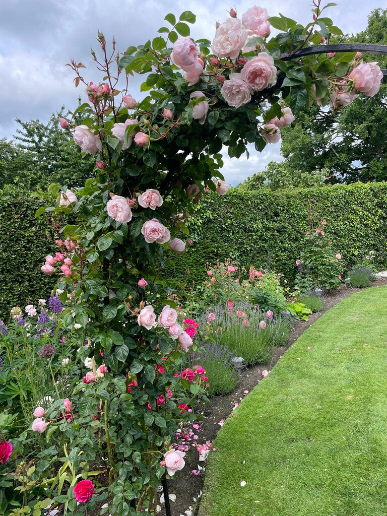 Generous Gardener® rose bush by David Austin®, 3 or 5 gallon, lush pink blooms with green foliage, flowering shrub for garden.