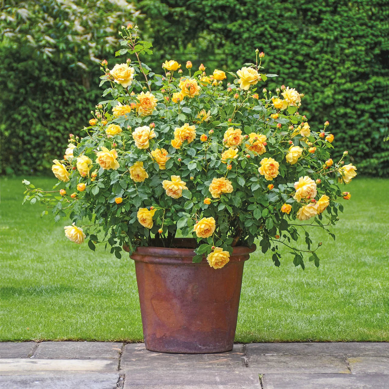 Golden Celebration® Rose Bush By David Austin® - 3 Gallon For Sale At My Rose Shop