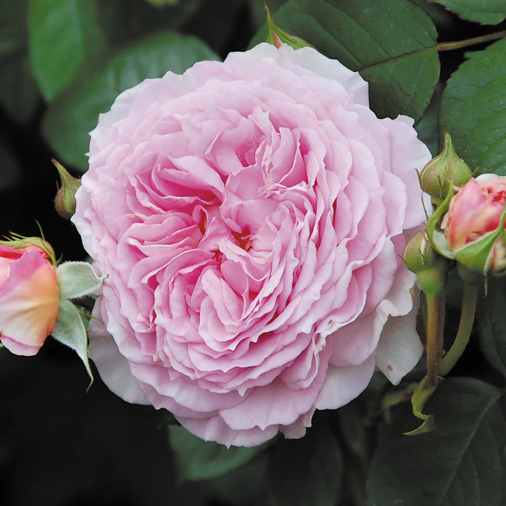James Galway® rose bush by David Austin® in 3 or 5-gallon size, showcasing lush green leaves and vibrant rose blooms.