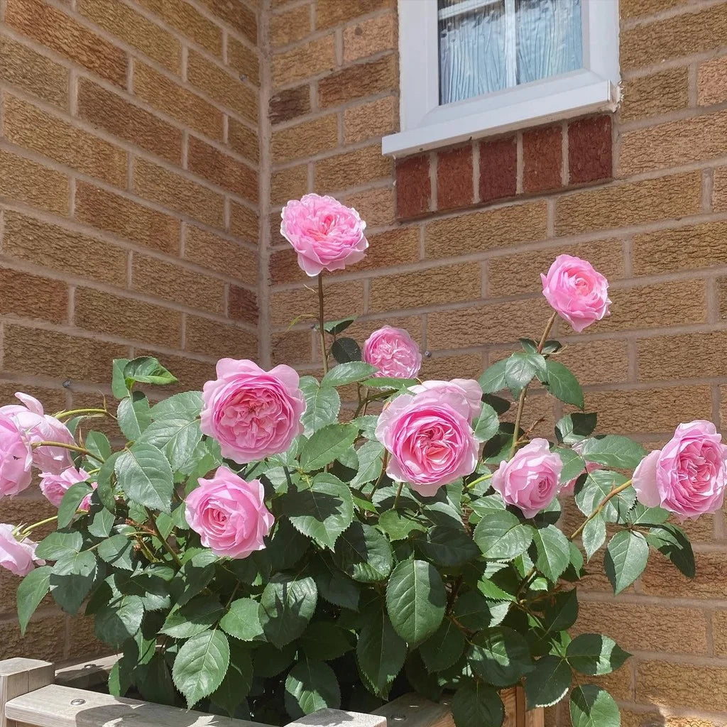 Olivia Rose Austin® Rose Bush By David Austin® - 3 Gallon For Sale At My Rose Shop