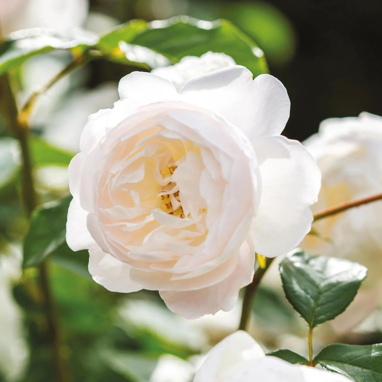 Desdemona Rose Bush By David Austin® - 3 Gallon For Sale At My Rose Shop