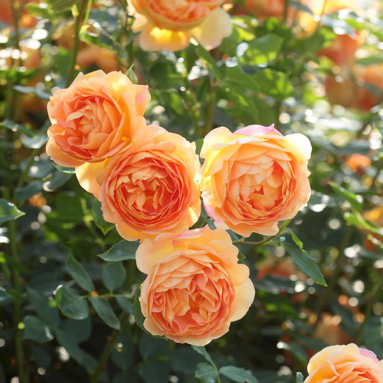 Lady of Shalott Rose Bush By David Austin® - 3 Gallon For Sale At My Rose Shop
