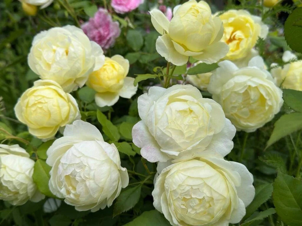 Vanessa Bell® Rose Bush By David Austin® - 3 Gallon for sale at My Rose Shop