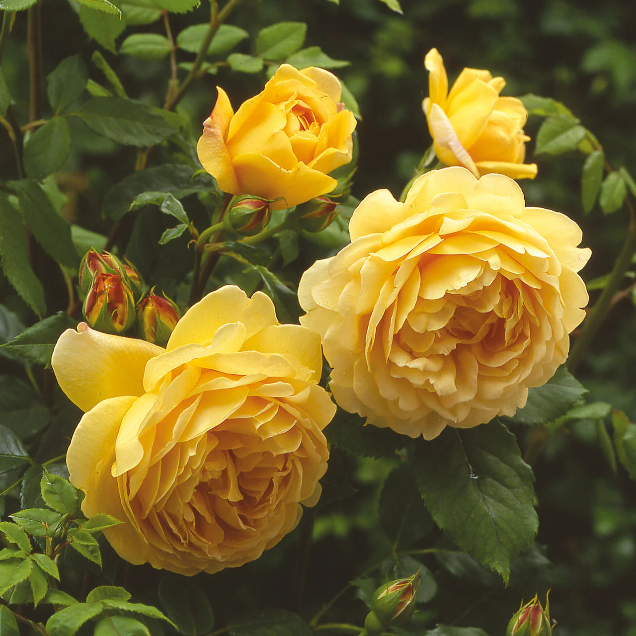 Golden Celebration® Rose Bush By David Austin® - 3 Gallon For Sale At My Rose Shop
