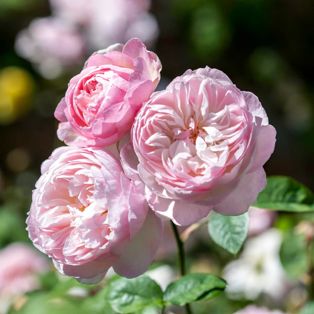 Gentle Hermione® rose bush by David Austin®, in 3 or 5 gallon size, featuring lush pink roses and green foliage.
