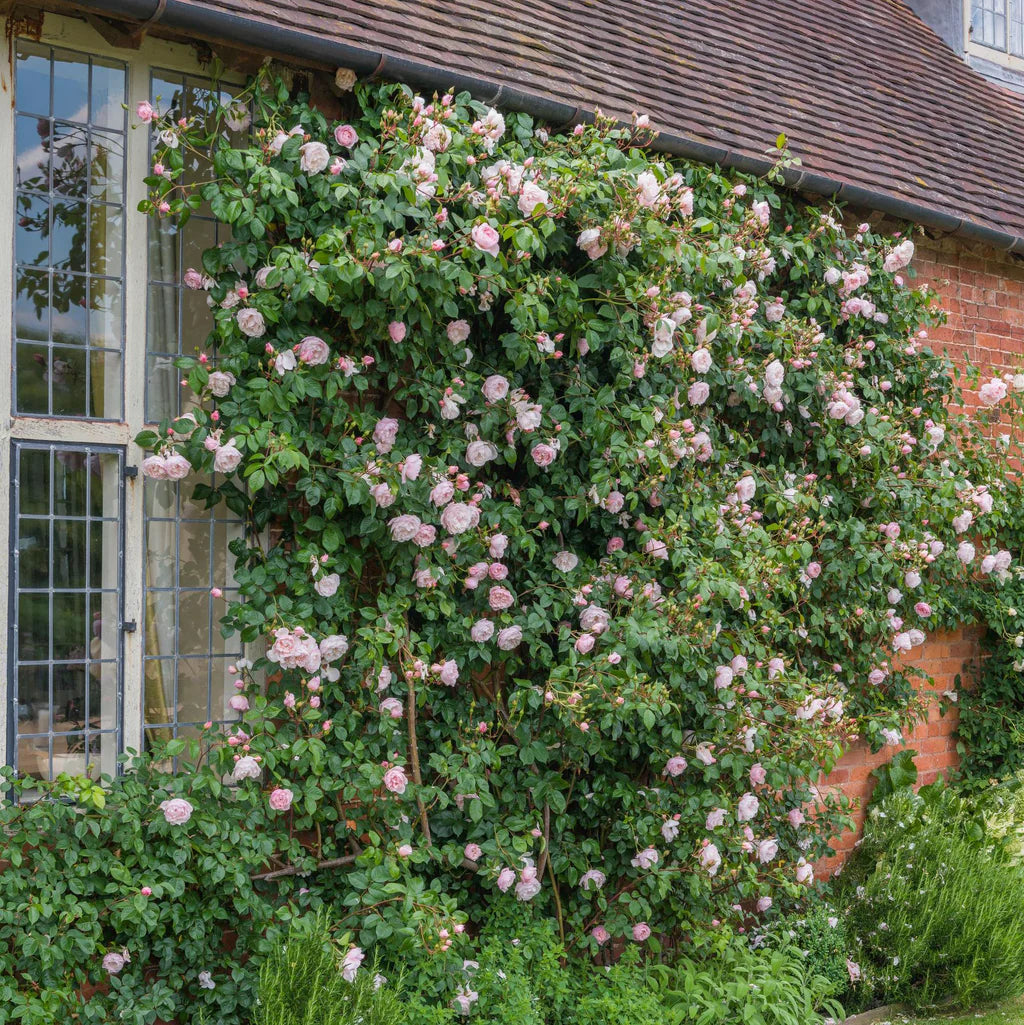 Generous Gardener® Rose Bush by David Austin in 3 or 5 gallon size, lush green foliage and blooming pink roses.