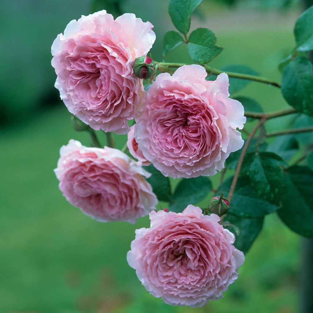 James Galway® rose bush by David Austin® in 3 or 5 gallon size, with lush pink blooms and green foliage.