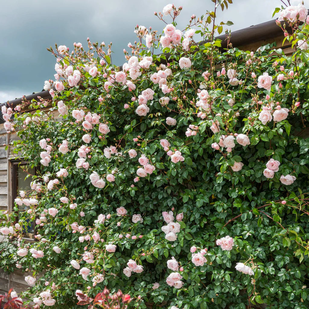 Generous Gardener® rose bush by David Austin®, 3 or 5-gallon size, lush blooms and vibrant green foliage in a garden setting
