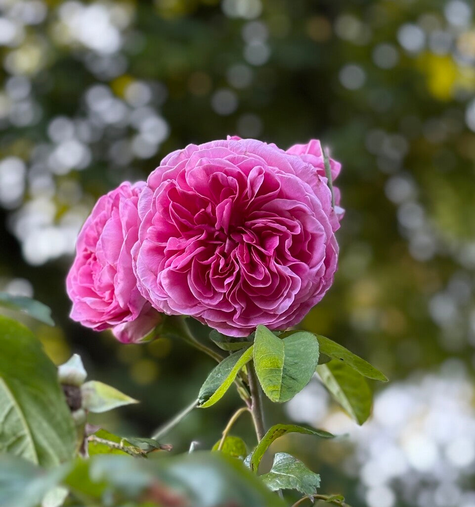 Gertrude Jekyll rose bush by David Austin in 3 or 5 gallon size, flowering shrub with lush pink blooms and green foliage.