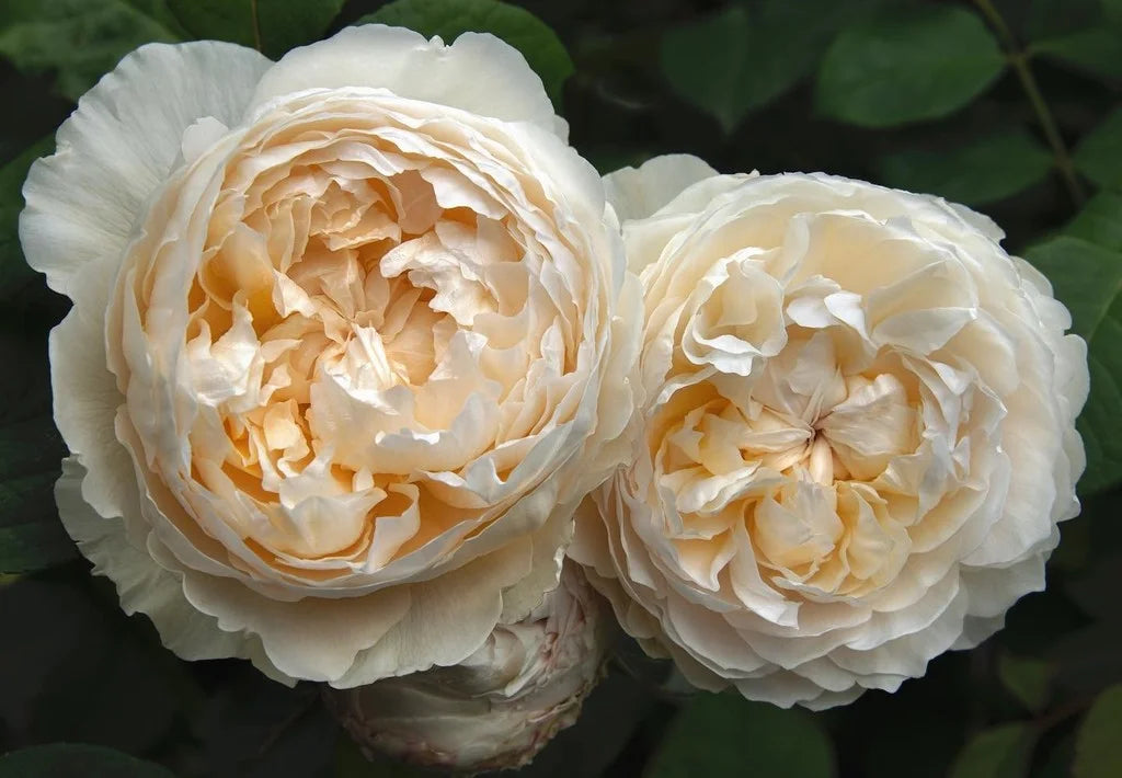 Windermere Rose Bush By David Austin® - 3 Gallon for sale at My Rose Shop