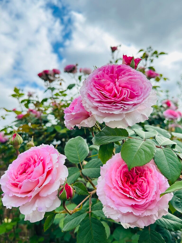 David Austin James Galway® rose bush in 3 or 5 gallon size, with lush pink blossoms and green foliage, from My Rose Shop.