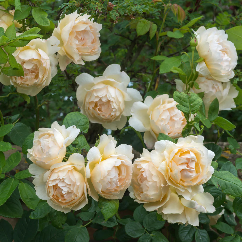 Wollerton Old Hall rose bush by David Austin in 3 or 5 gallon size, lush pink blooms with green foliage