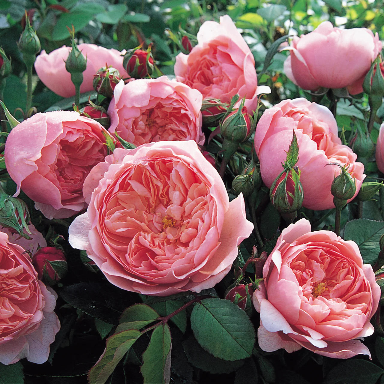 The Alnwick Rose® Rose Bush By David Austin® - 3 Gallon For Sale At My Rose Shop