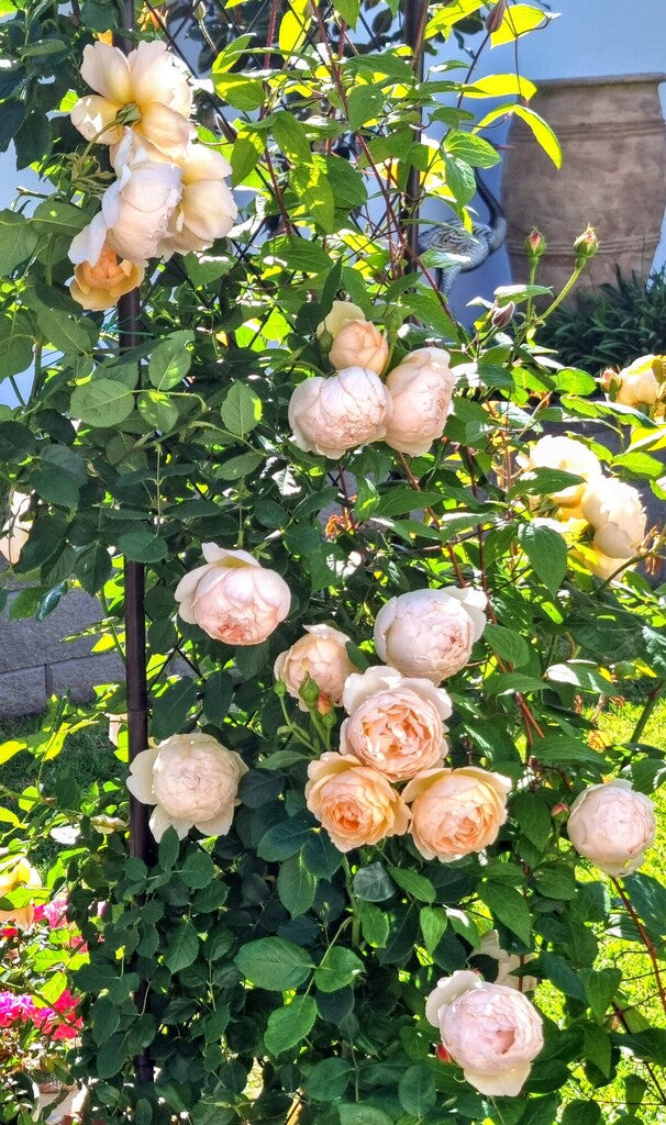 Wollerton Old Hall® Rose Bush by David Austin® in a 3 or 5-gallon container, featuring lush green foliage and blooming pink roses.