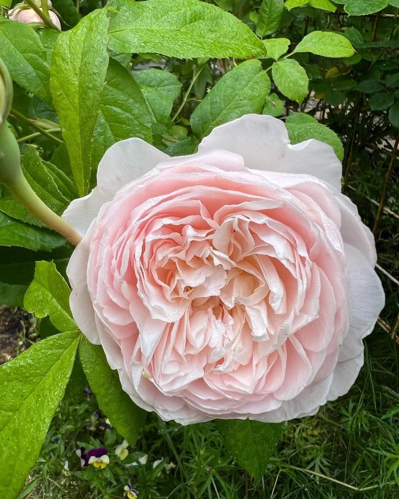 Windermere Rose Bush By David Austin® - 3 Gallon