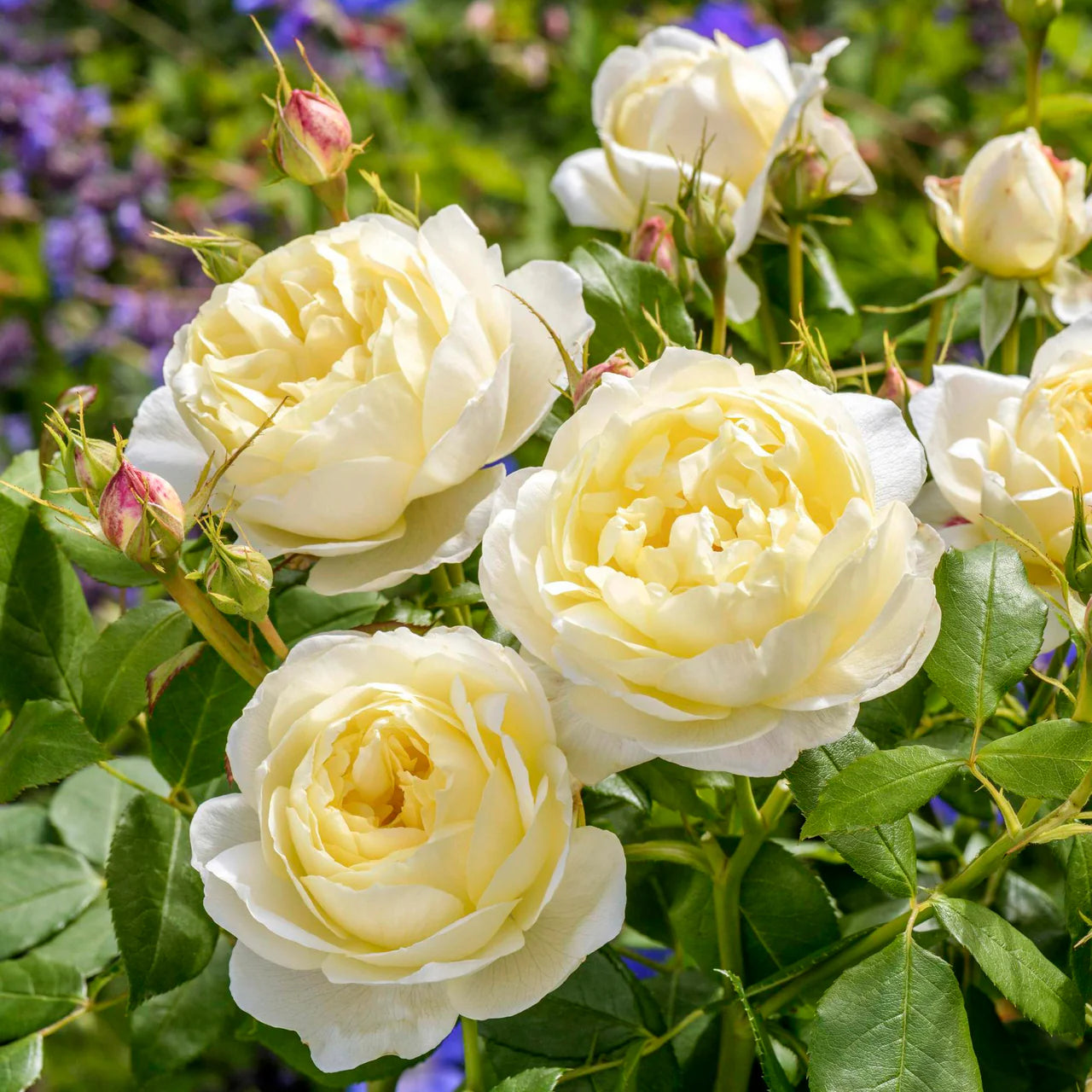 Vanessa Bell® Rose Bush By David Austin® - 3 Gallon for sale at My Rose Shop