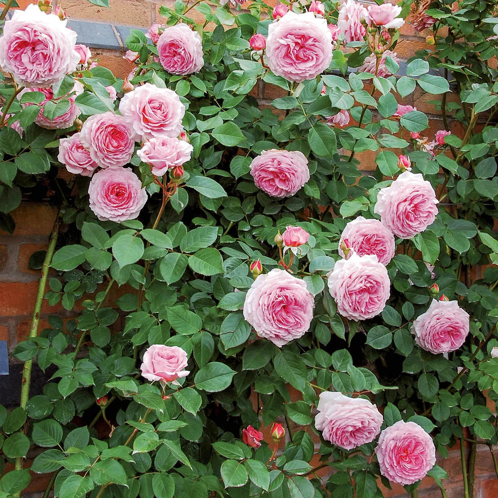 James Galway® rose bush by David Austin®, 3 or 5 gallon, showing lush pink blooms and green foliage in a garden setting.