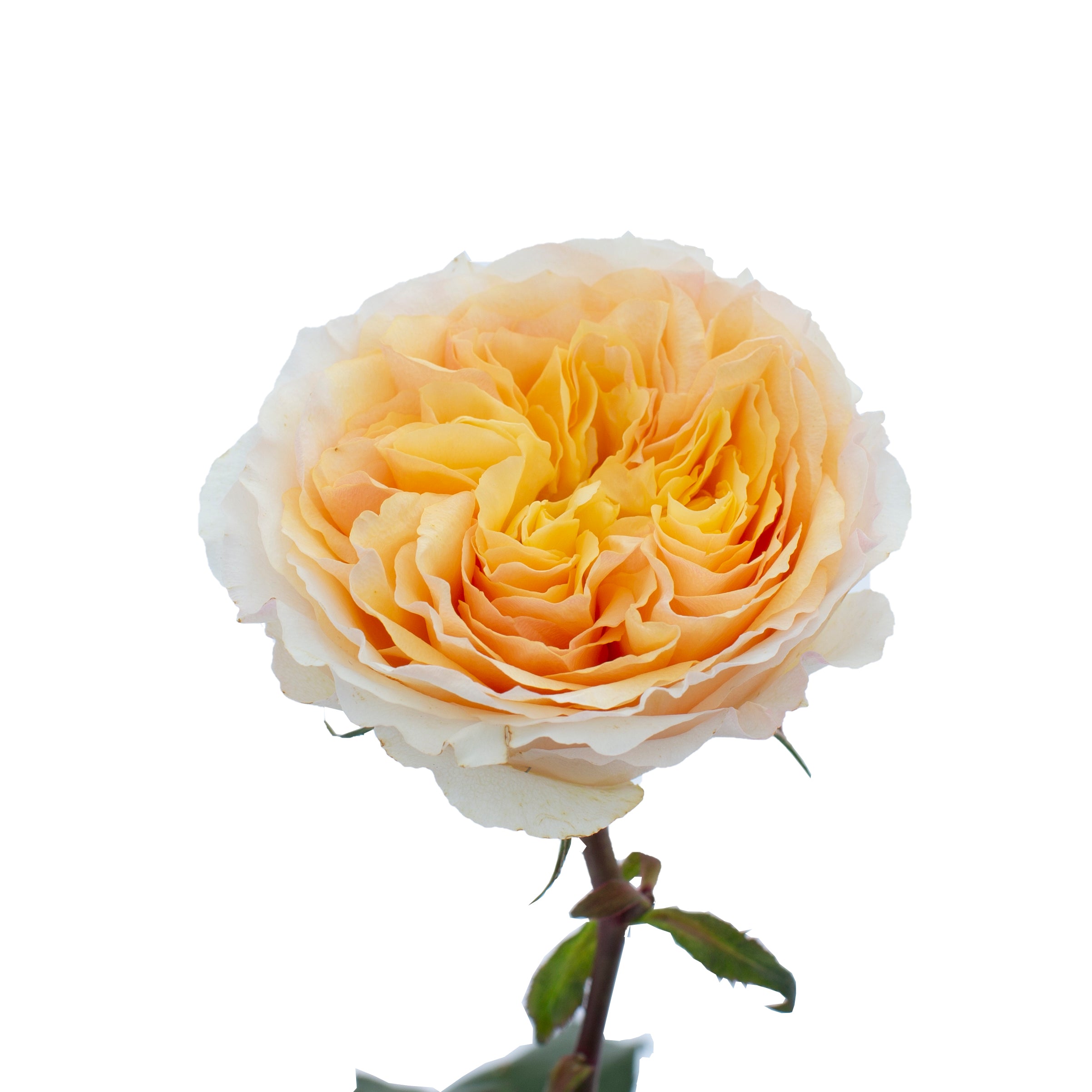 Beatrice™ David Austin® Rose Bouquet For Sale At My Rose Shop